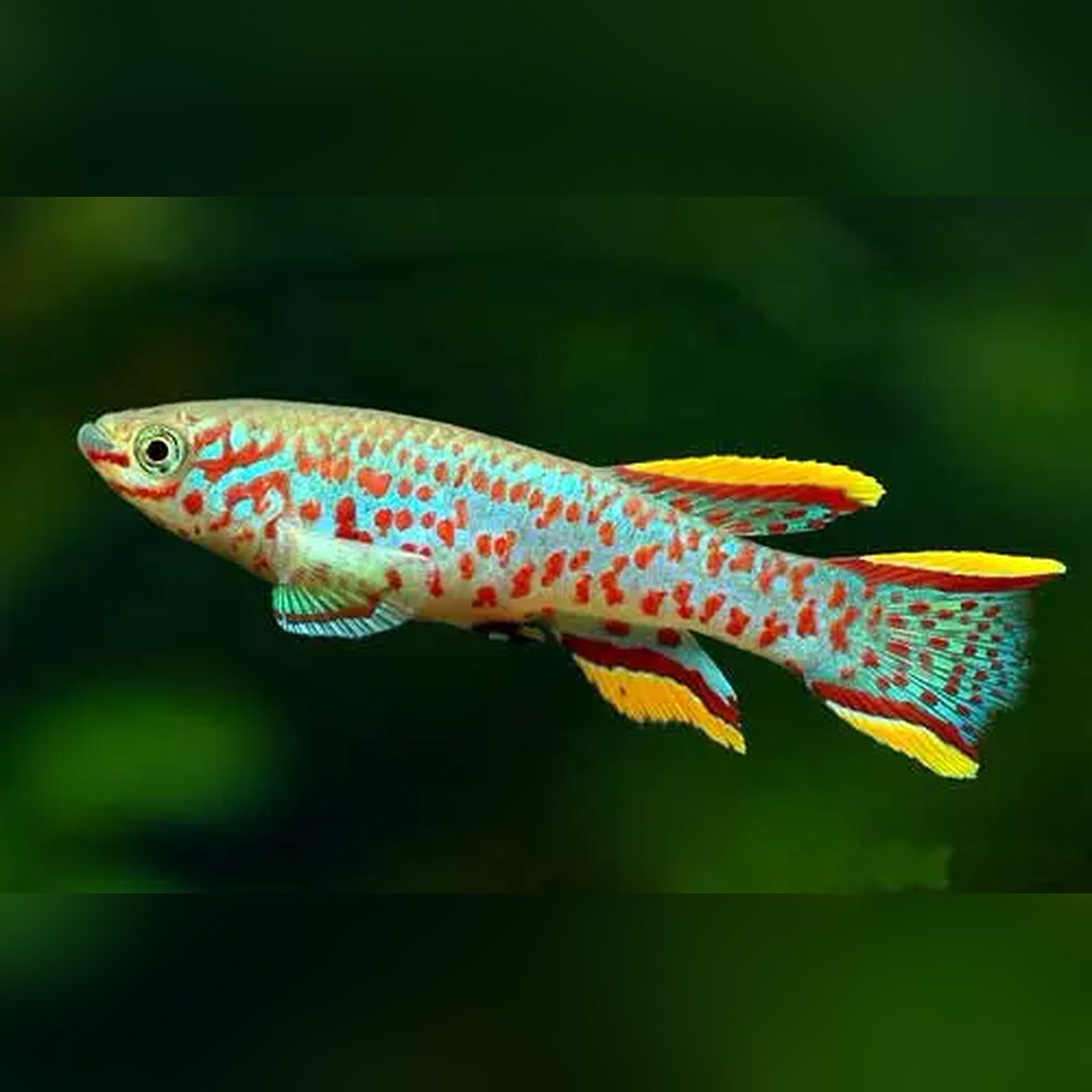 Killifish Gardneri Innidere com corpo azul e manchas vermelhas