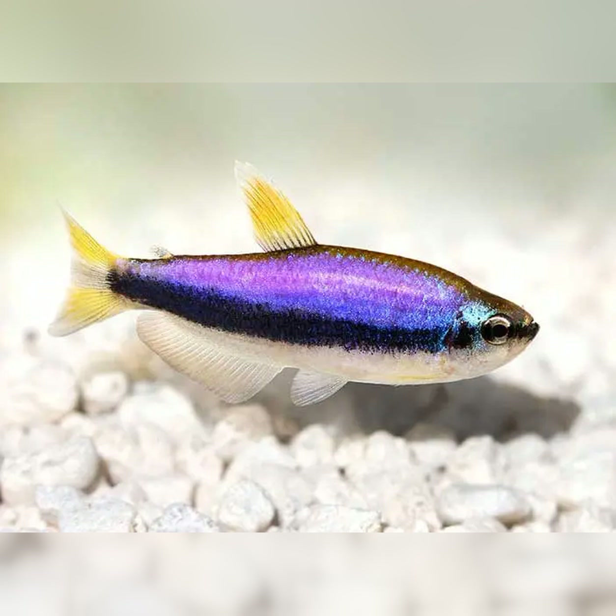 Tetra Puxa-Puxa Inpaichthys kerri com faixa azul-violeta