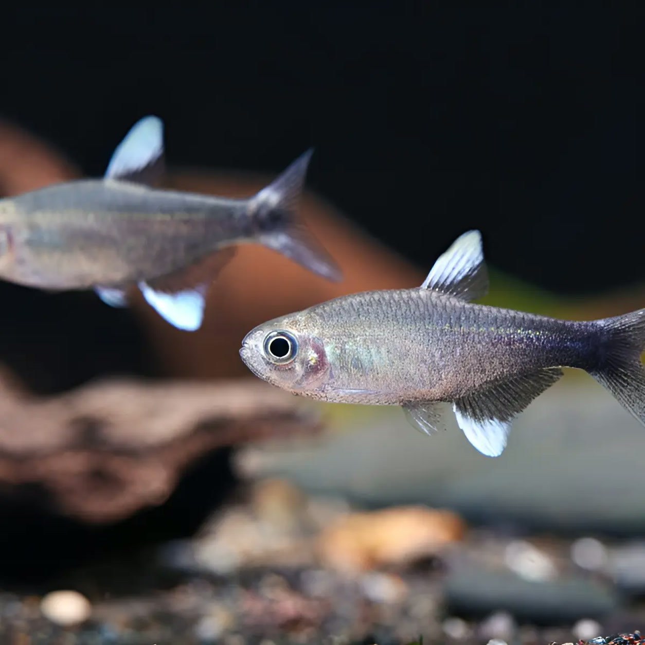 Tetra Nego-d'Água em aquário, com nadadeiras de pontas claras