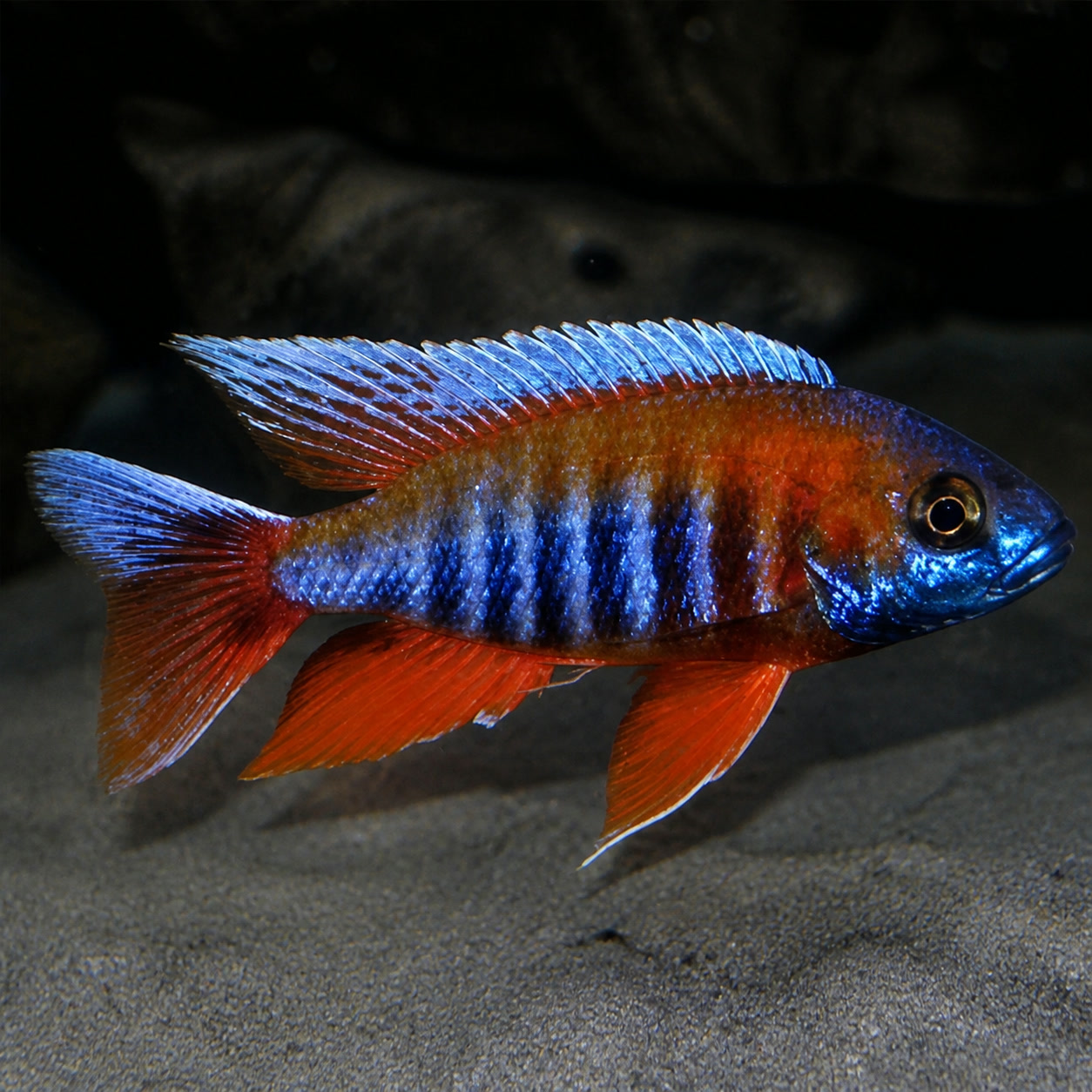 Aulonocara Eureka macho em tons vermelho, laranja e azul