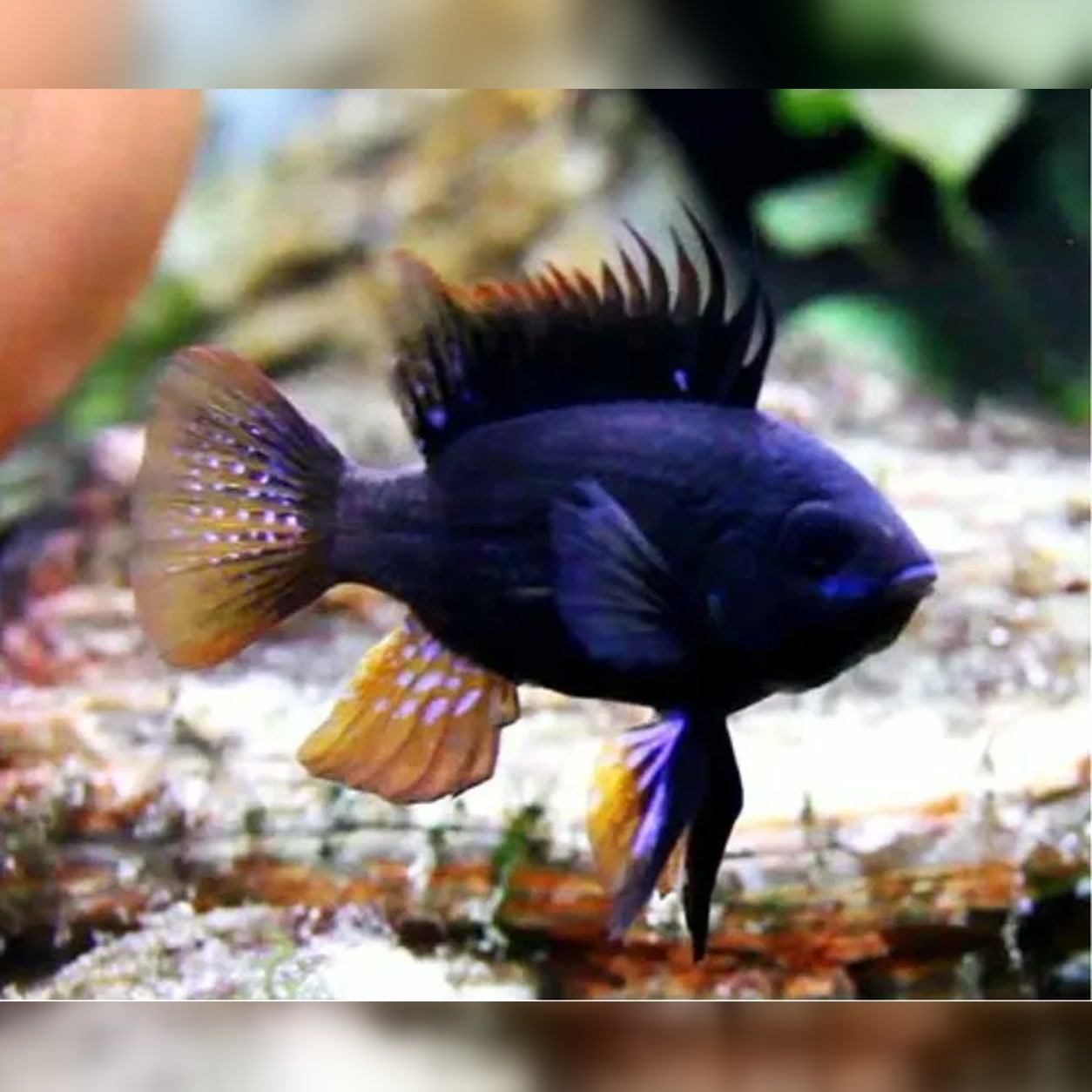 Ramirezi Super Black Knight de coloração escura em aquário plantado