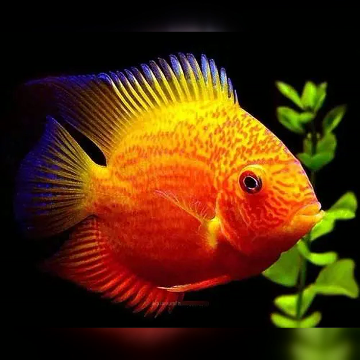 Severum Gold Red Spotted amarelo e alaranjado com pontos vermelhos
