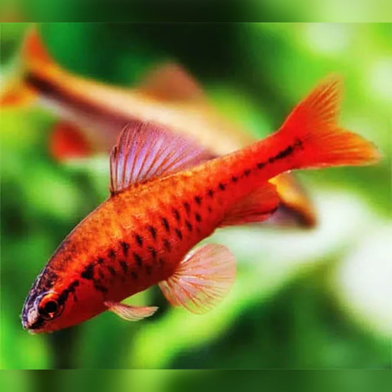 Barbo-cereja Super Red macho com coloração vermelha intensa