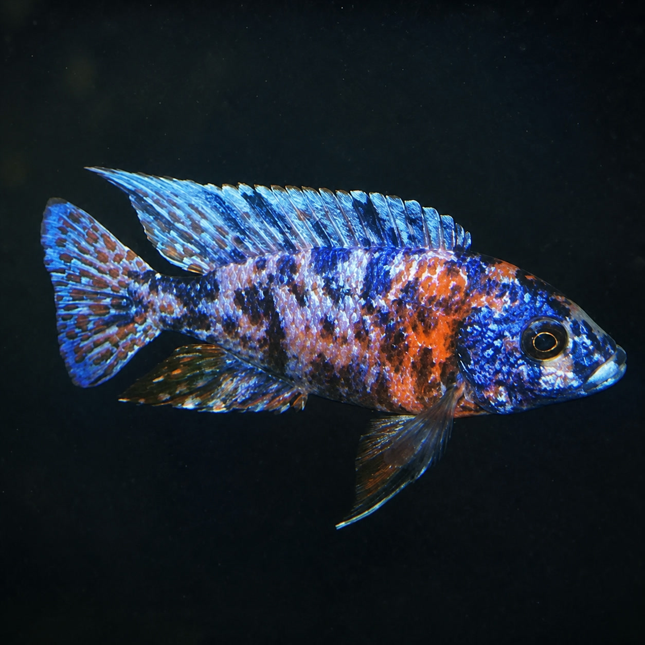 Aulonocara OB macho com padrão manchado azul, branco e laranja