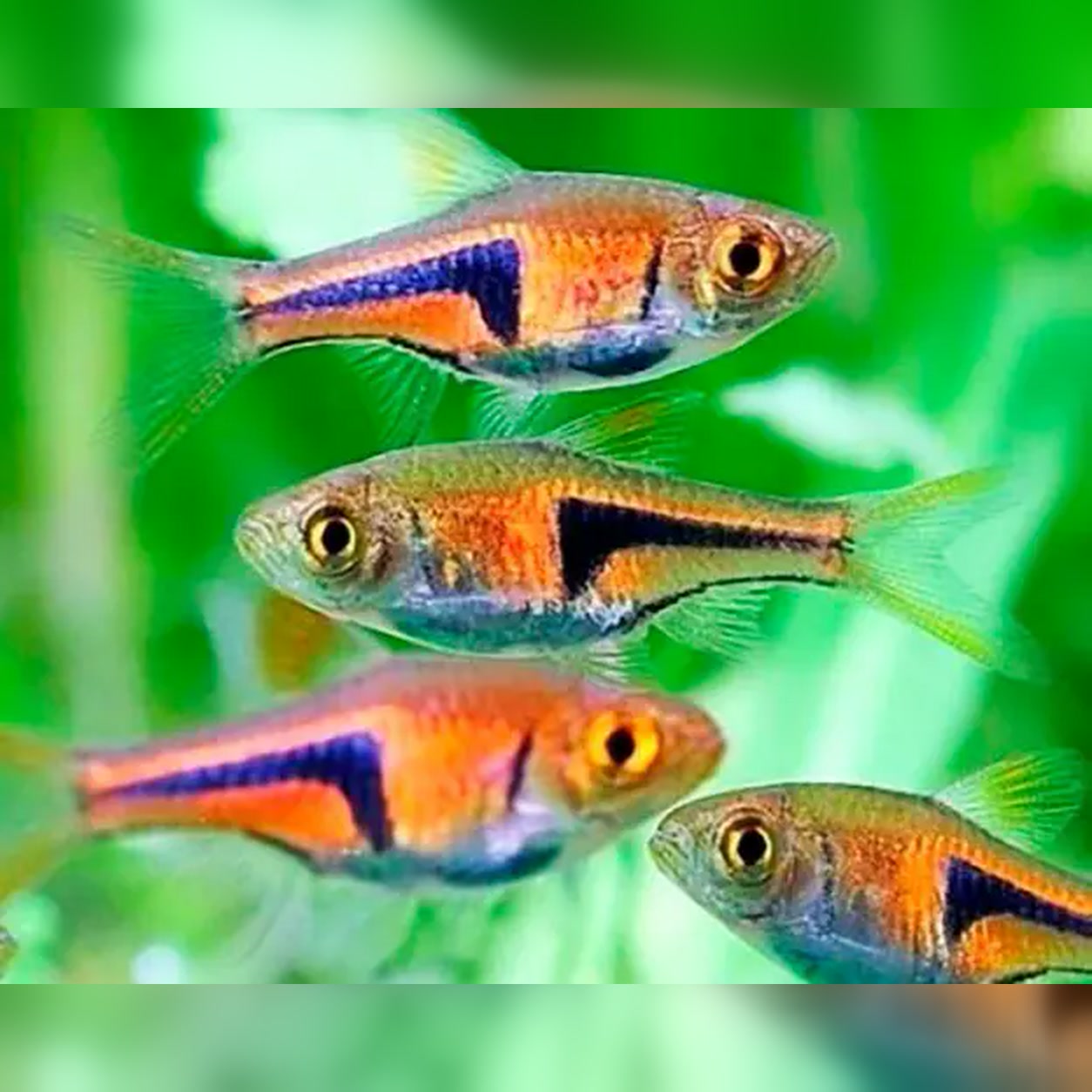 Cardume de rasboras Espei com coloração cobre e marca lateral escura