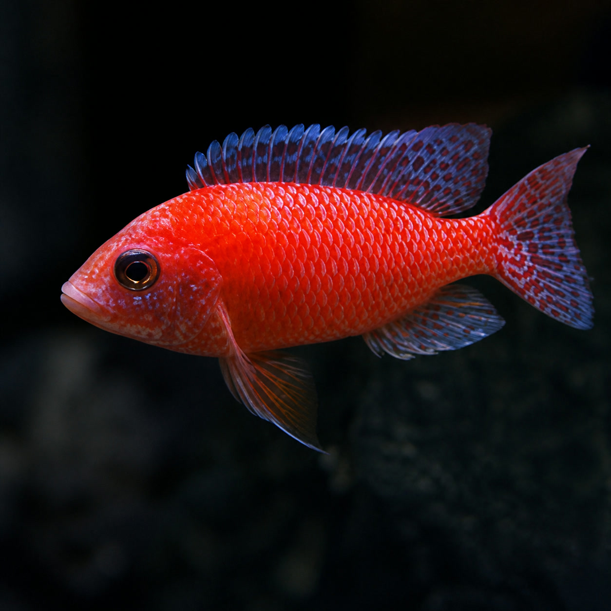 Aulonocara Dragon Blood de coloração laranja-avermelhada