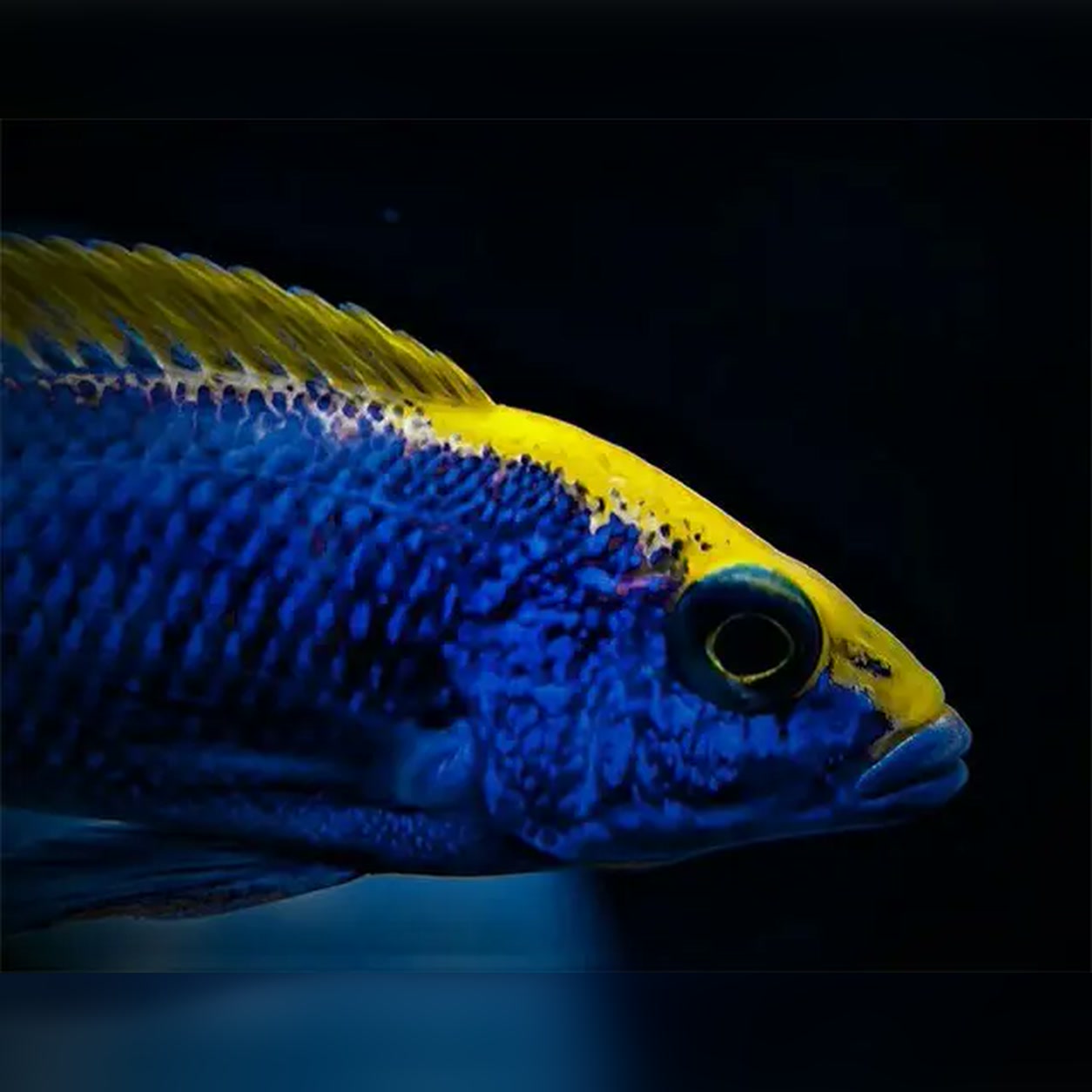 Otopharynx lithobates Zimbabwe macho azul com faixa amarela dorsal