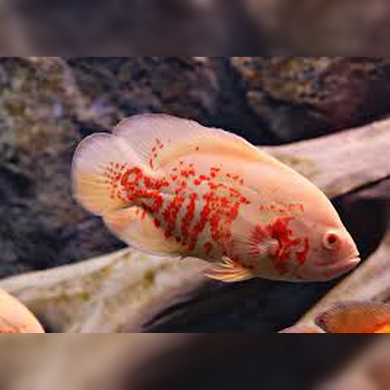 Oscar Red Tiger Albino jovem com corpo claro e marcas alaranjadas