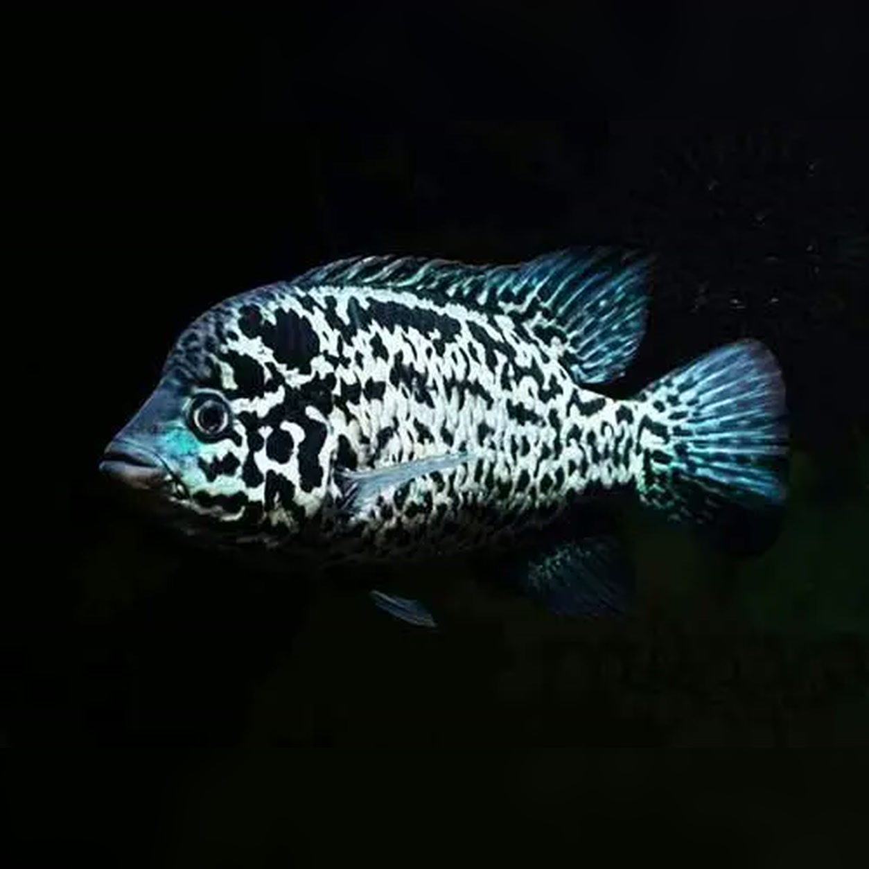 Ciclídeo Cubano Nandopsis tetracanthus com padrão preto e branco