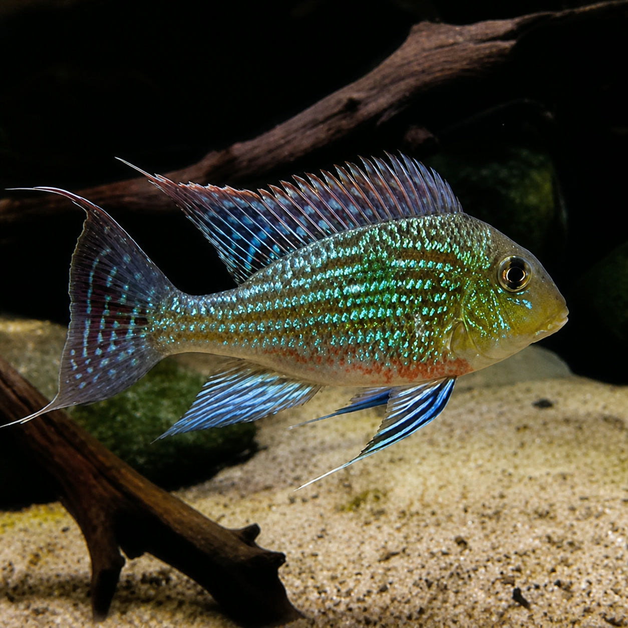 Geophagus sveni jovem com reflexos verde-azulados