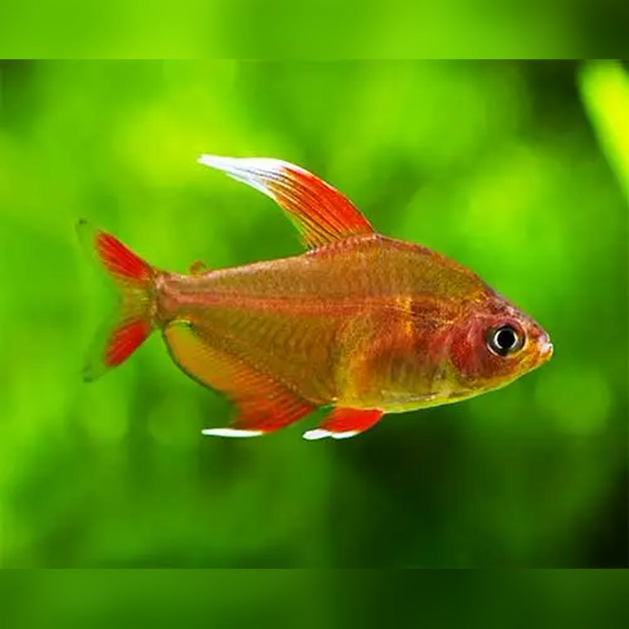 Tetra Ornatus White Fin com corpo rosado e pontas brancas nas nadadeiras
