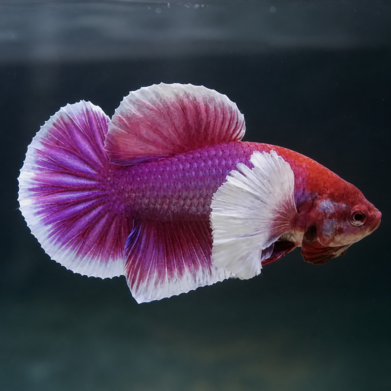 Peixe Betta Jumbo em tons rosa, roxo, branco e vermelho