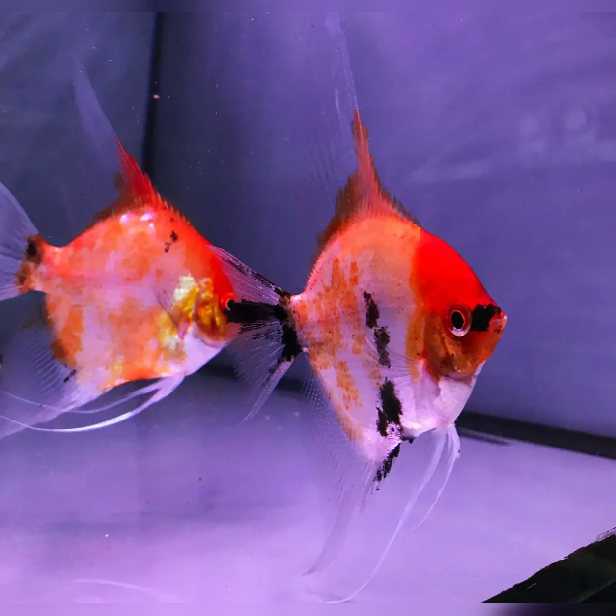 Acarás-bandeira Koi Red Devil com coloração laranja e manchas escuras