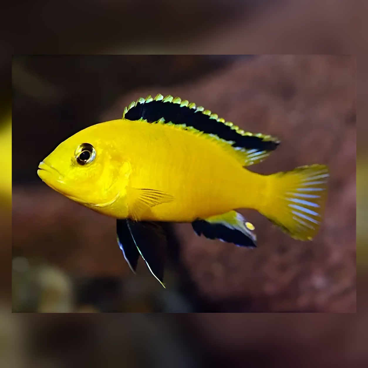 Labidochromis Yellow amarelo com detalhes escuros nas nadadeiras