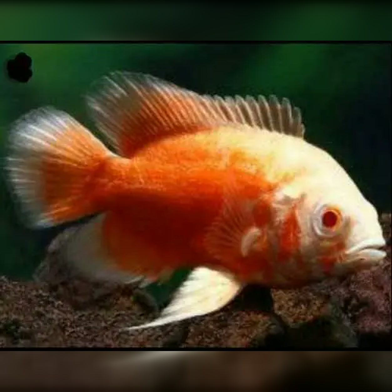 Peixe Oscar Red Ruby Albino com coloração branca e alaranjada
