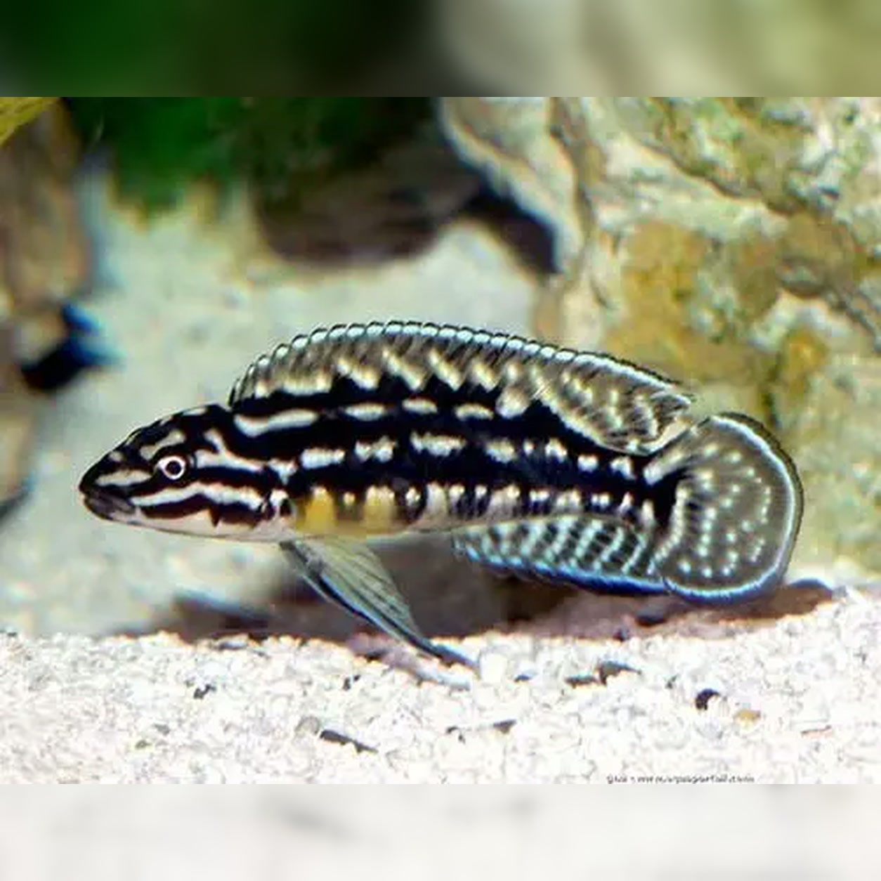 Julidochromis marlieri listrado em ambiente rochoso