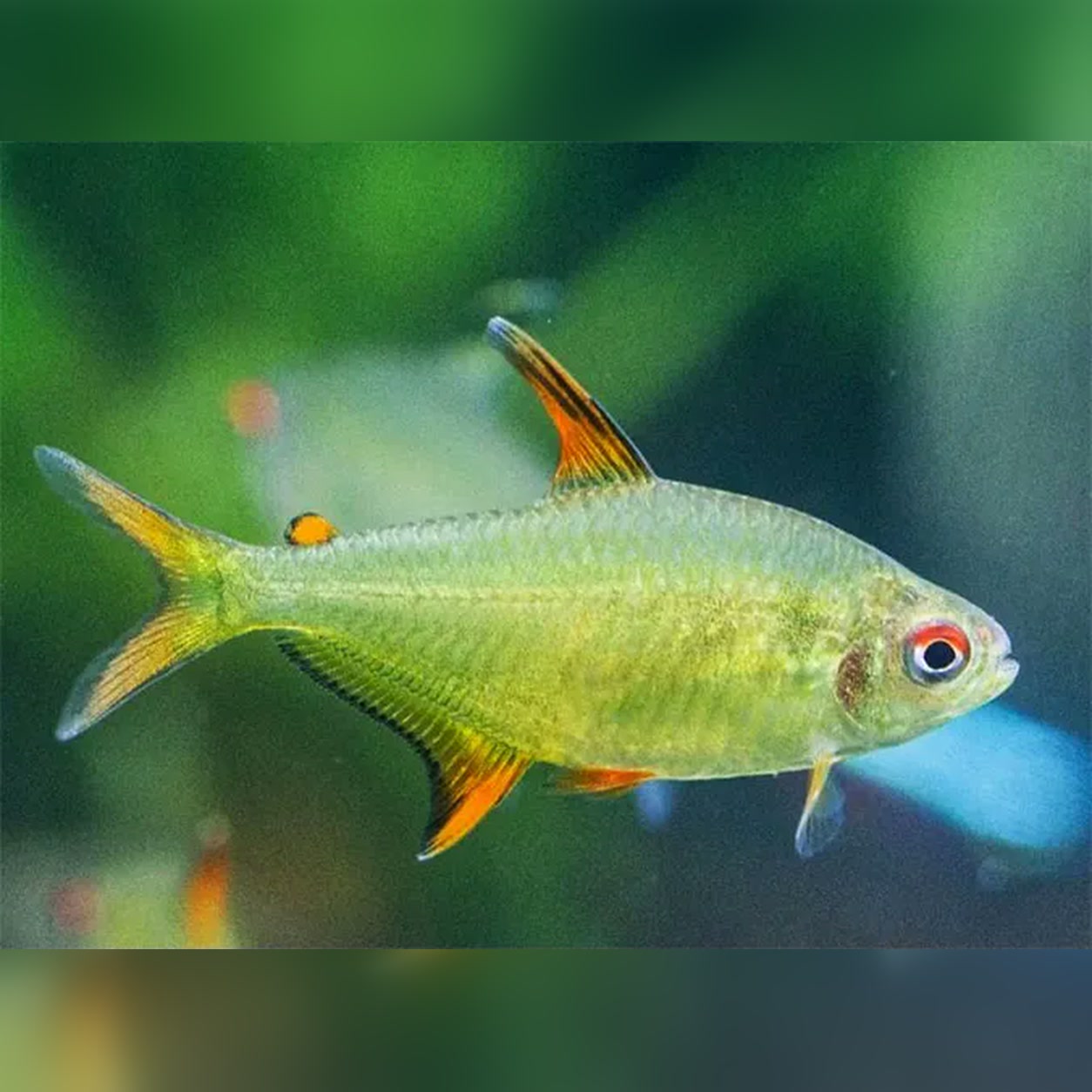 Tetra-limão Tangerina de corpo amarelado e nadadeiras com detalhes alaranjados
