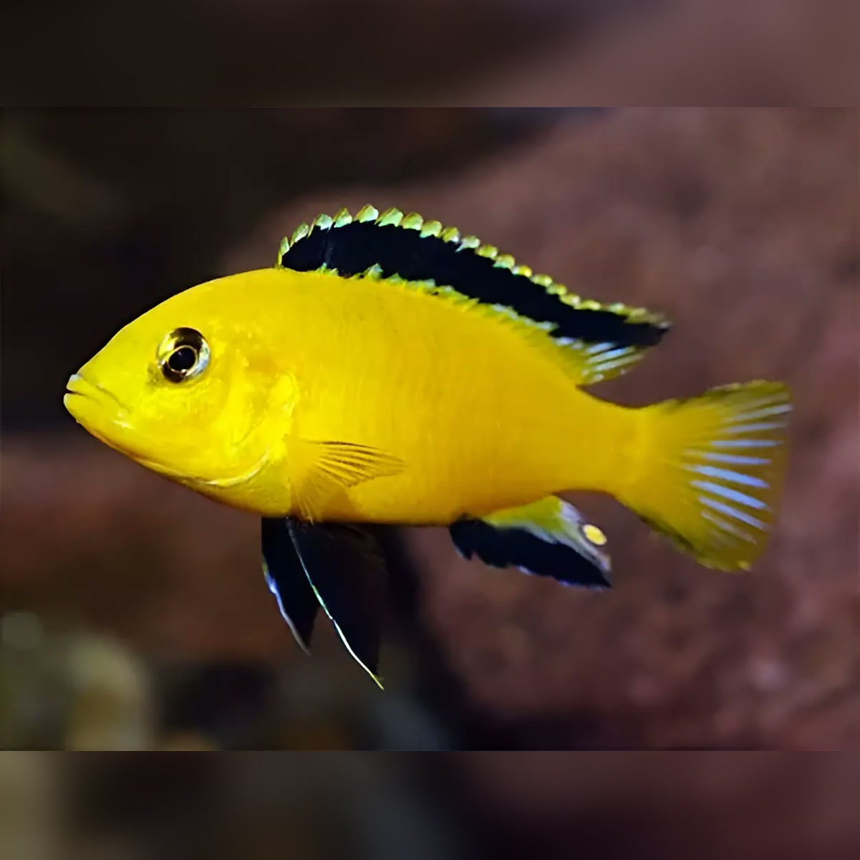 Labidochromis Yellow matriz amarelo com marcações escuras nas nadadeiras
