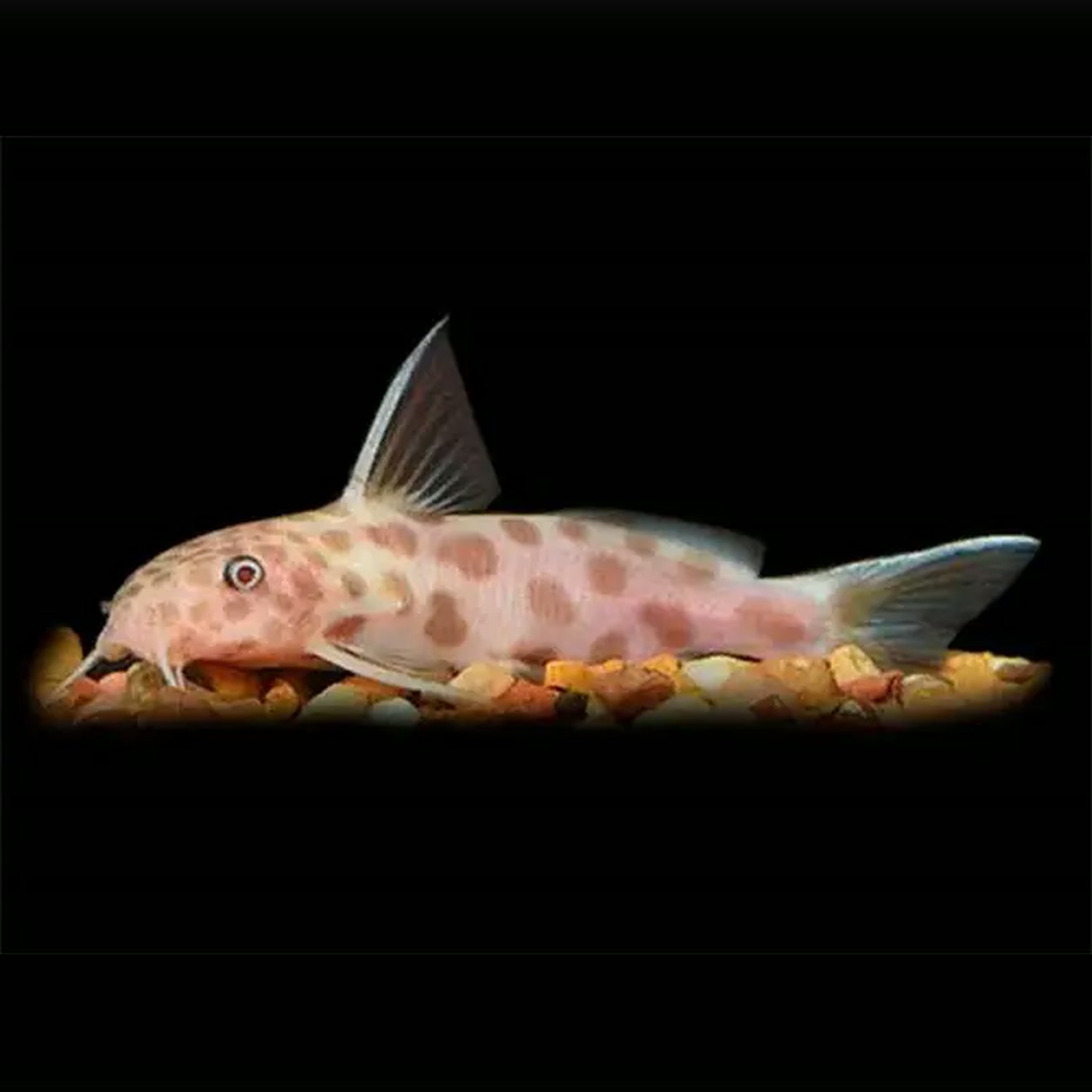 Synodontis petricola Gold Pink claro e manchado sobre cascalho