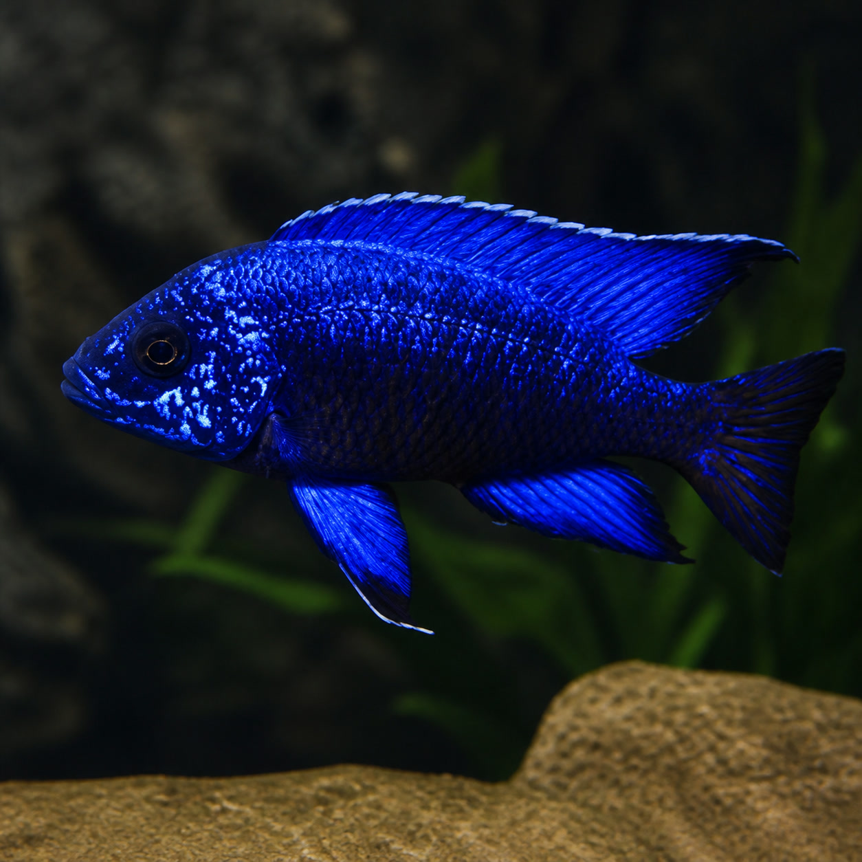 Aulonocara Blue Regal macho de coloração azul elétrica