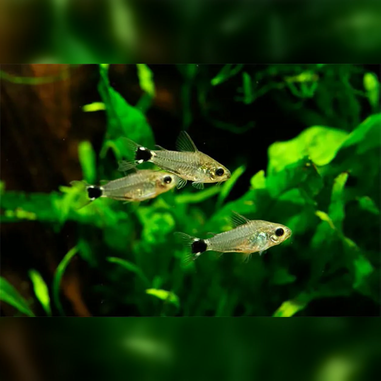 Grupo de Corydoras hastatus em aquário plantado