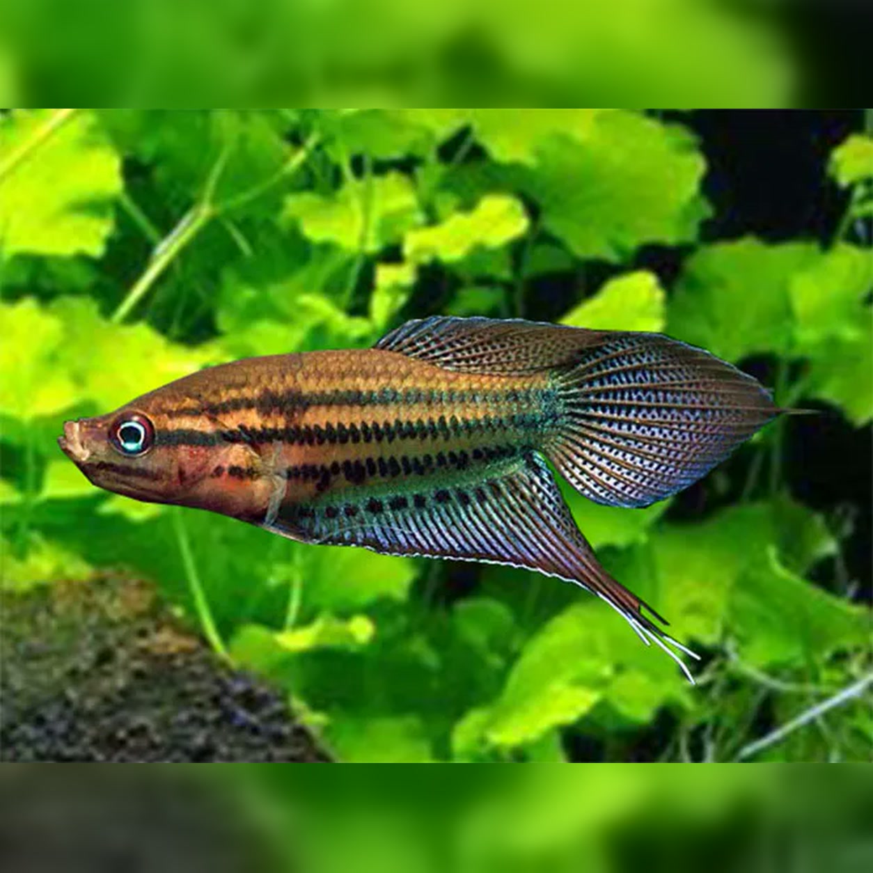 Peixe Trichopsis vittata em aquário plantado