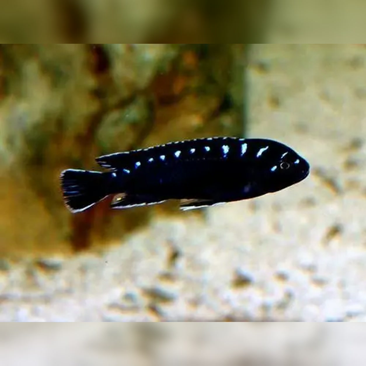 Ciclídeo africano Pseudotropheus elongatus Neon Spot em aquário