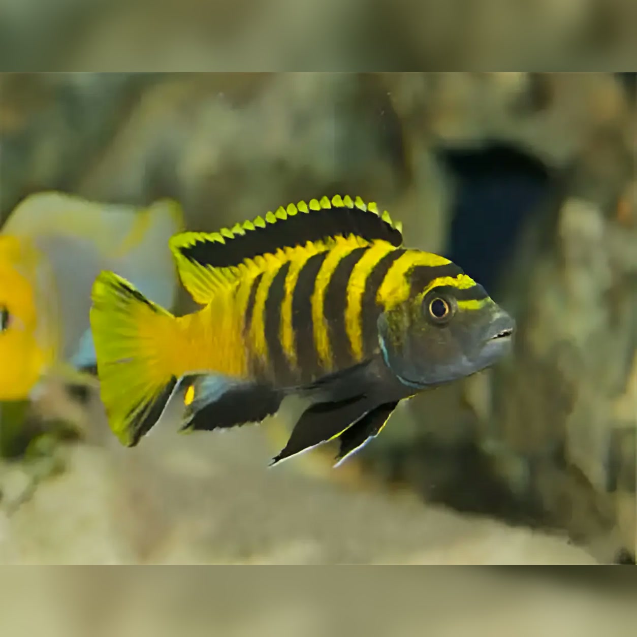 Ciclídeo africano Chindongo flavus macho amarelo com barras escuras