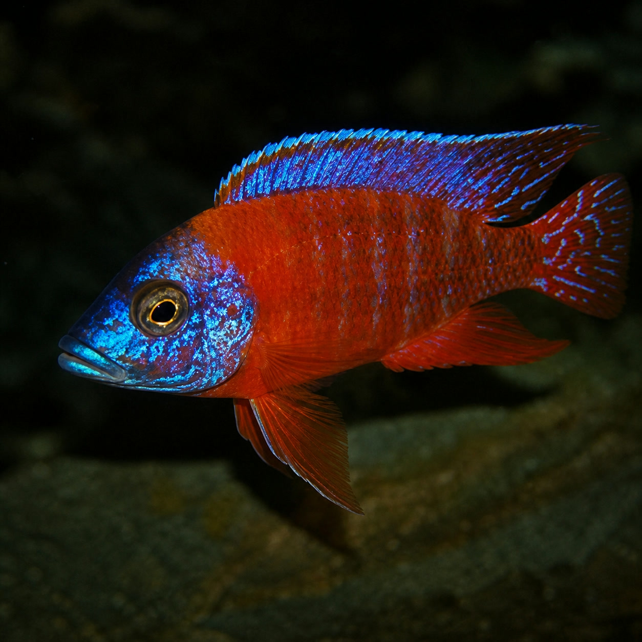 Aulonocara Red Ruby macho vermelho com reflexos azulados