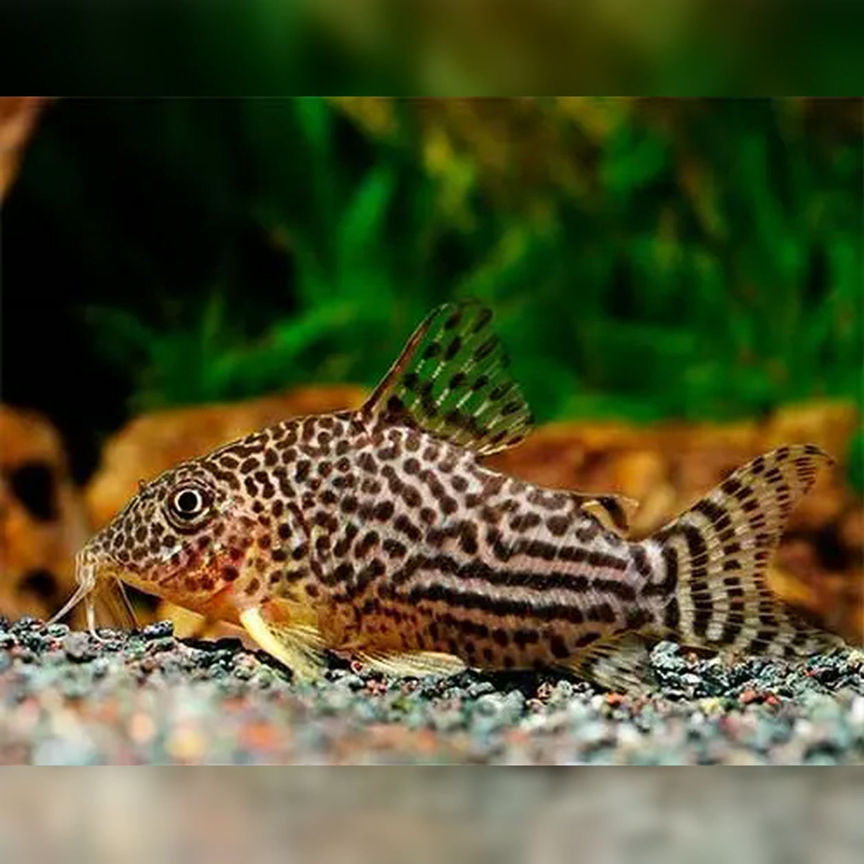 Corydoras sterbai com padrão pontilhado sobre o substrato