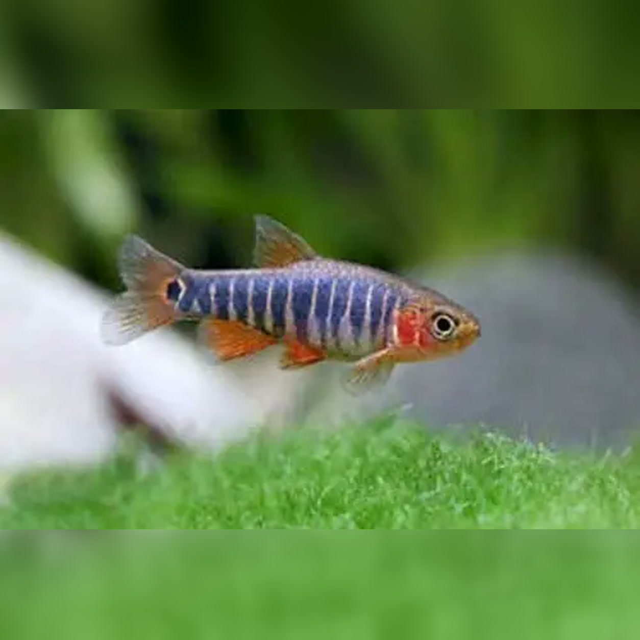Rasbora Emerald com listras verticais azuladas e alaranjadas