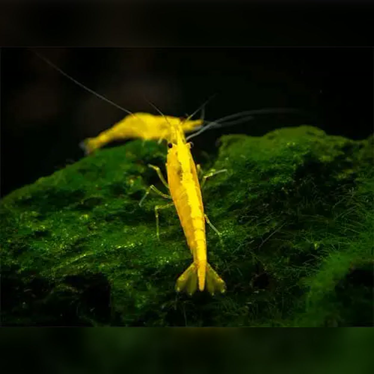 Camarão Neocaridina Amarelo sobre vegetação aquática