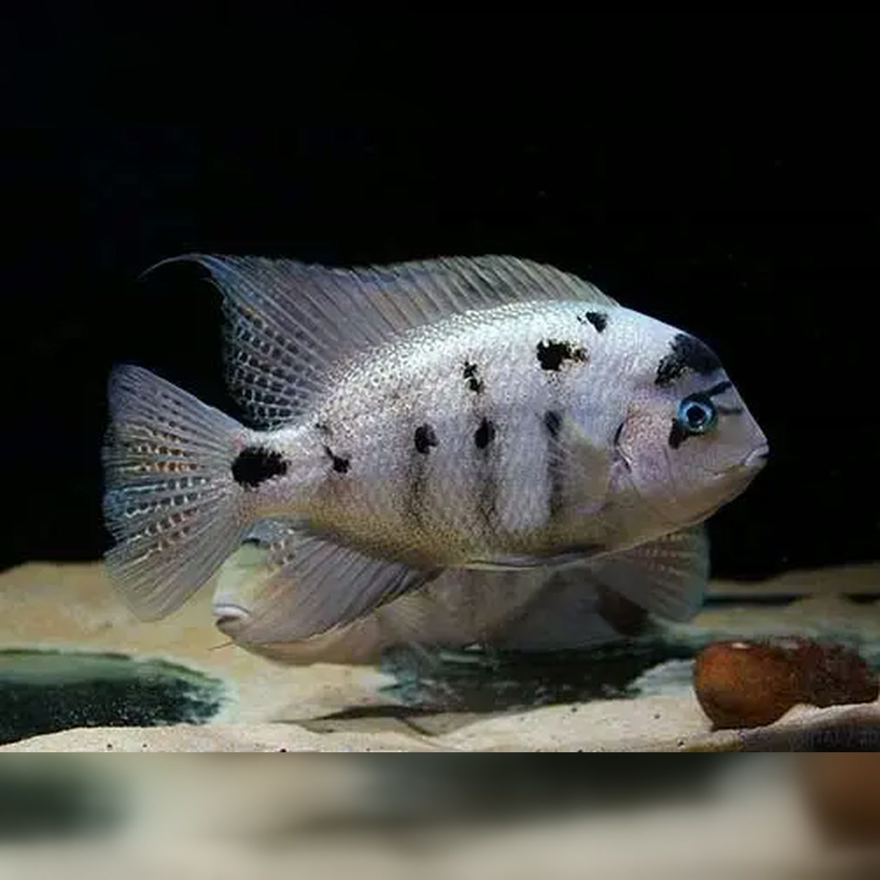 Peixe Vieja Argentea prateado com manchas escuras