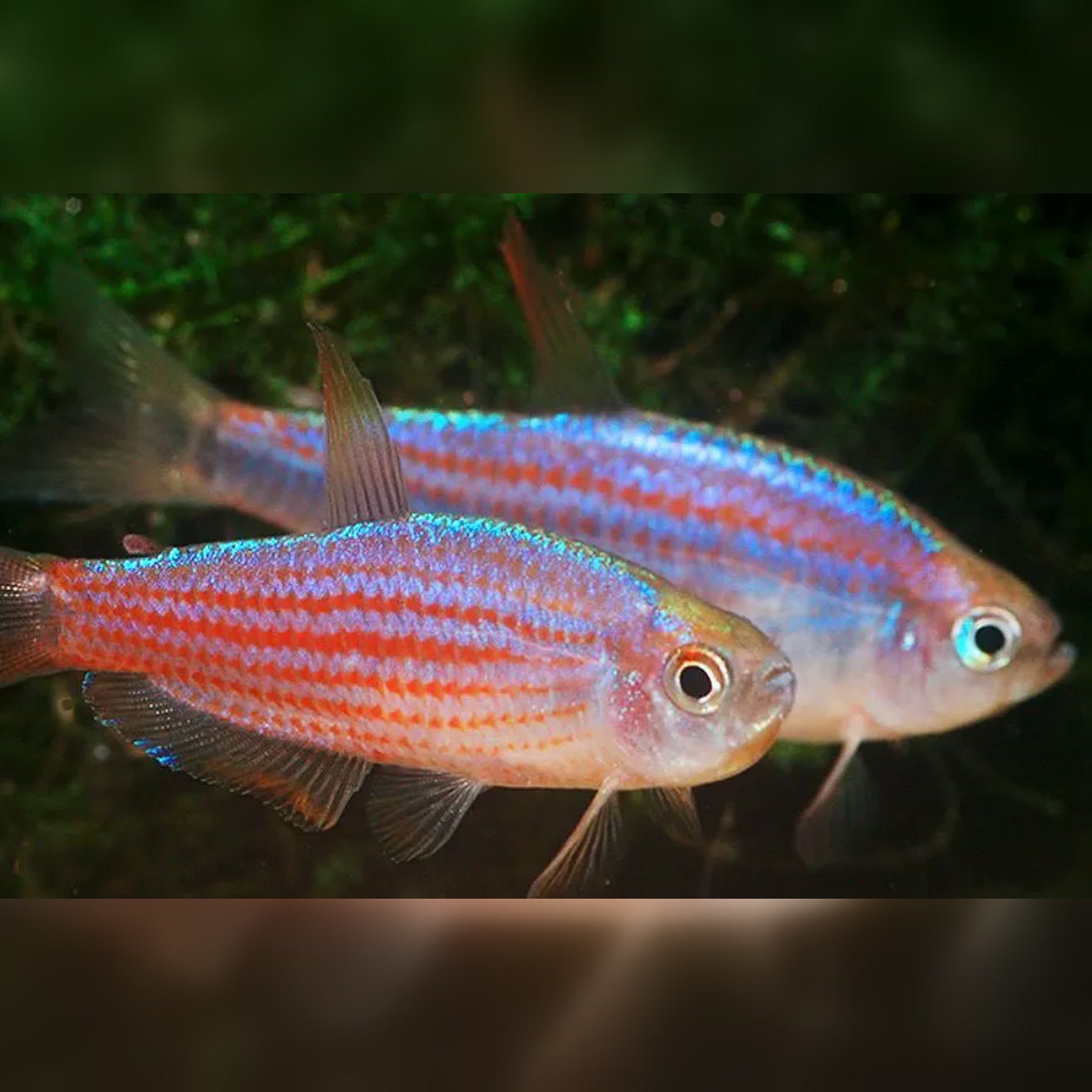 Tetras Parauapiranga com reflexos azulados e linhas avermelhadas