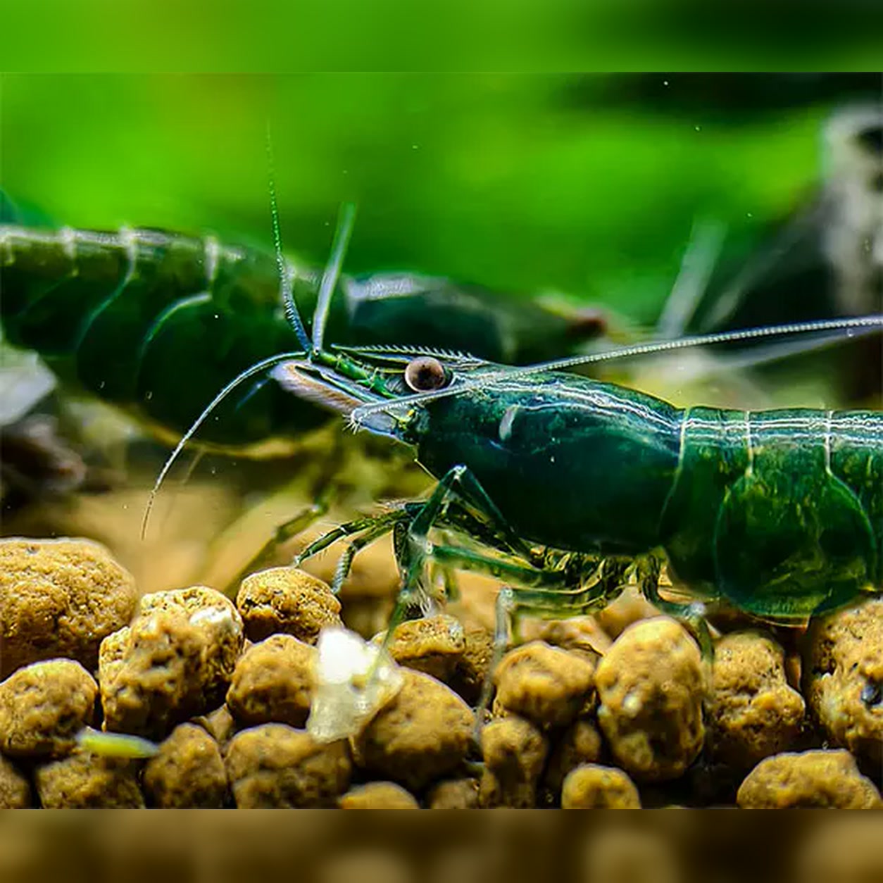 Camarão Neocaridina Green Jade verde em aquário