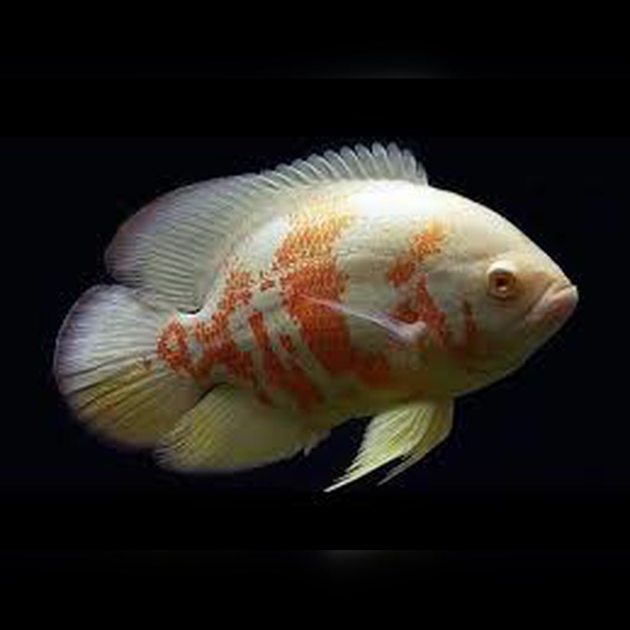 Oscar Red Tiger Albino de corpo claro com manchas alaranjadas