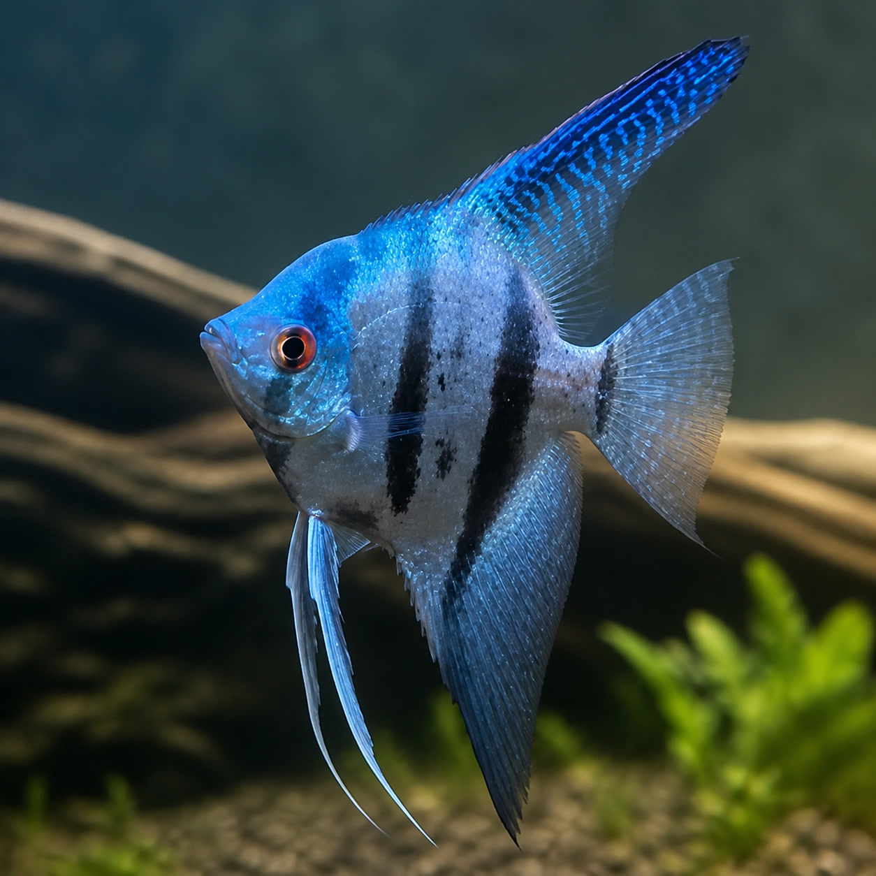Acará-bandeira Zebra Azul com faixas verticais escuras