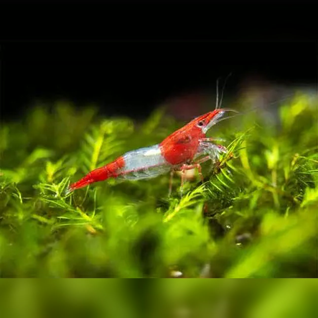 Camarão Neocaridina Red Rili vermelho e translúcido sobre musgo