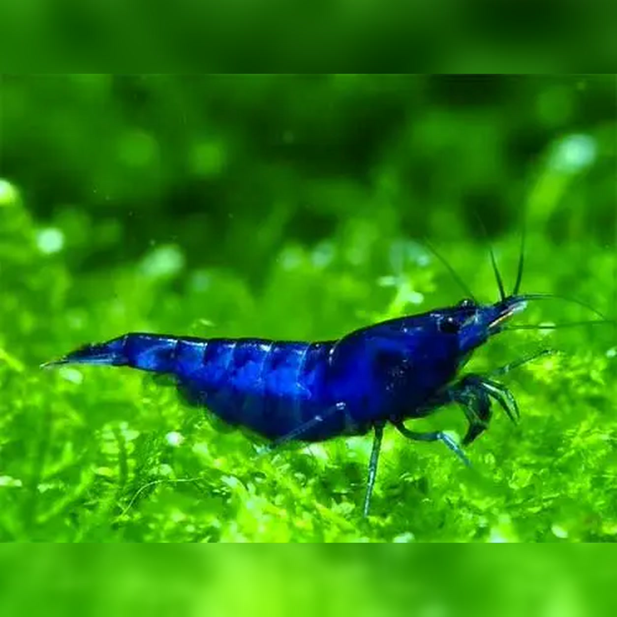 Camarão Neocaridina Blue Fantasy azul sobre vegetação aquática