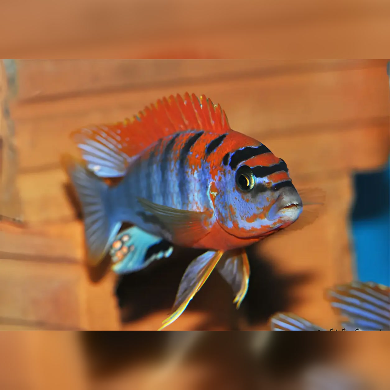 Labidochromis Hongi Sweden azul com topo alaranjado