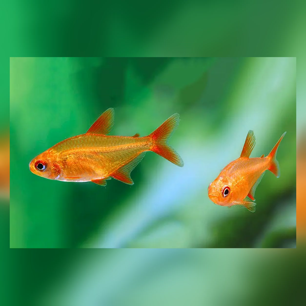 Tetras Red Cherry de coloração laranja-avermelhada