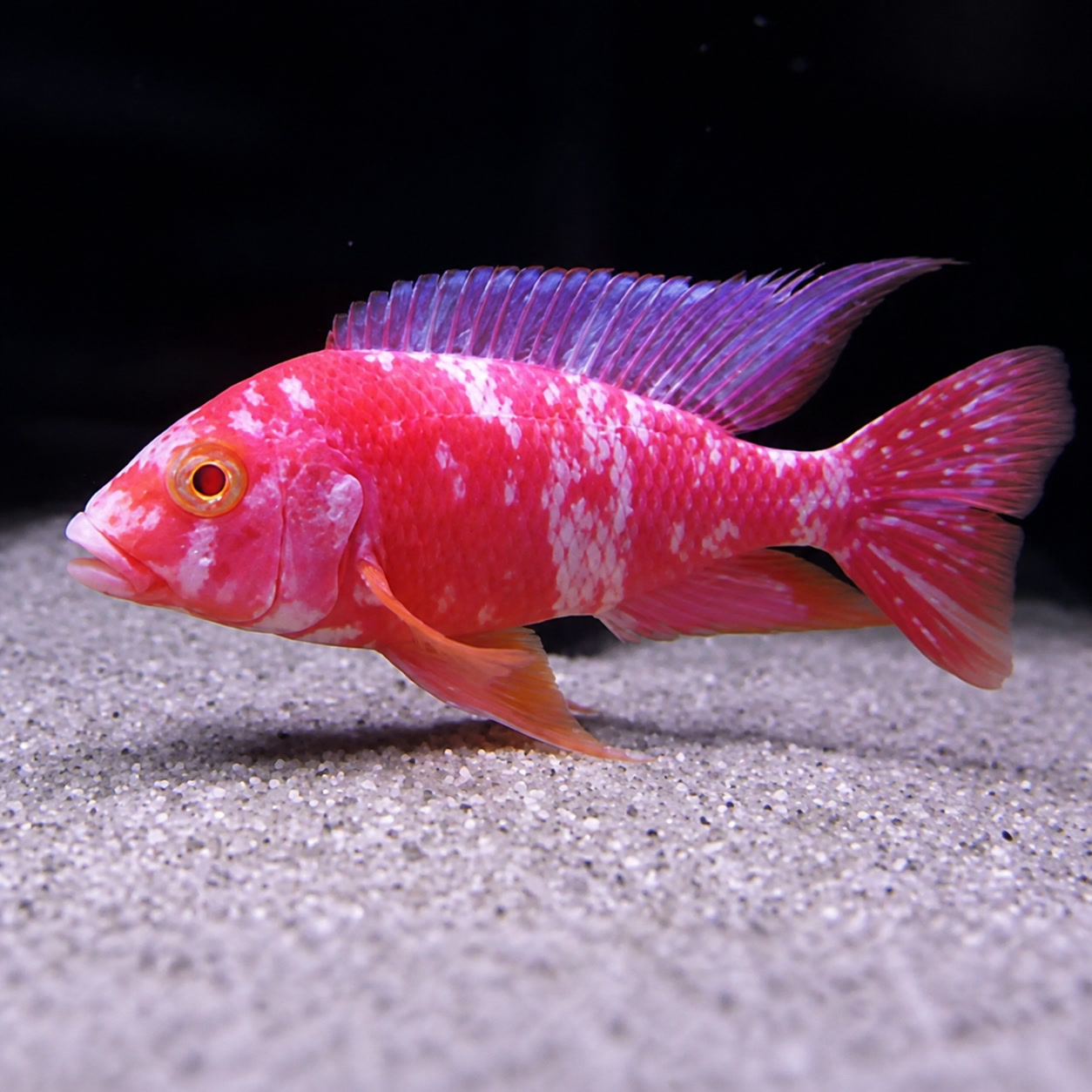 Aulonocara OB Albino macho rosa-avermelhado com manchas claras