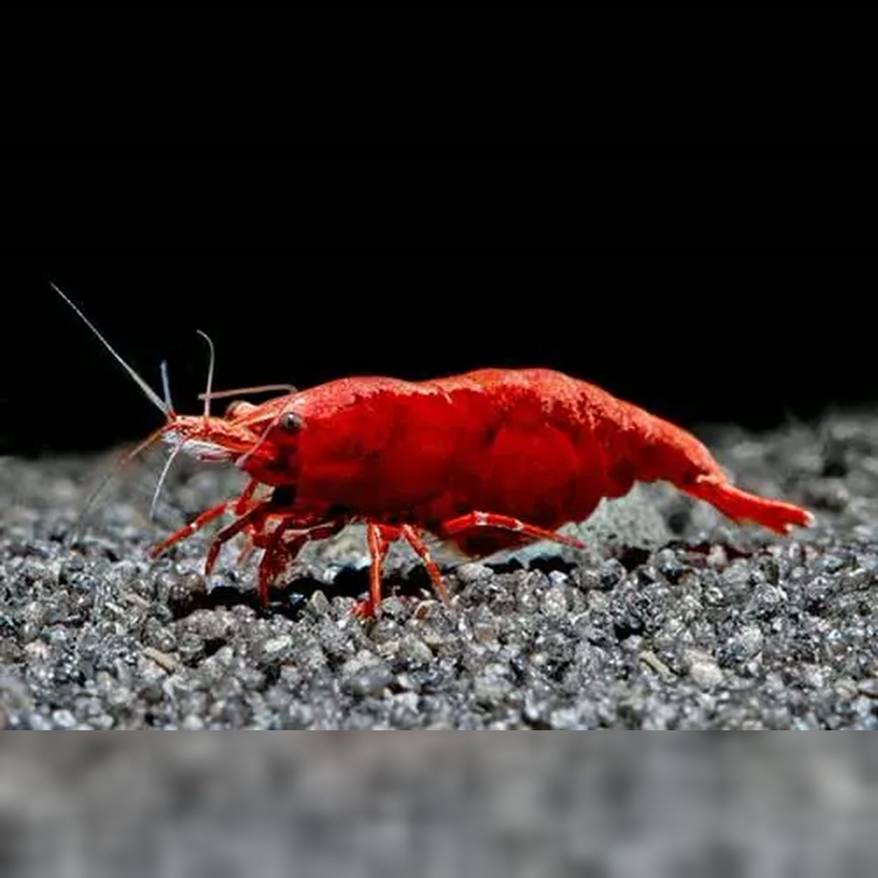 Camarão Neocaridina Red Sakura vermelho sobre substrato escuro