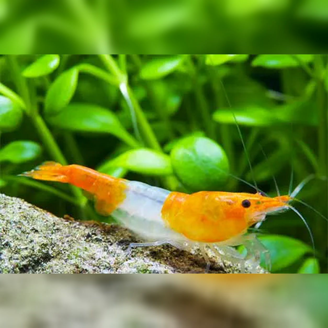 Camarão Neocaridina Orange Rili laranja e translúcido em aquário plantado